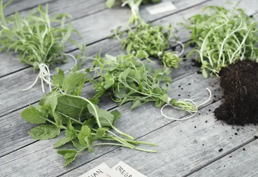 Knippen med färska örter