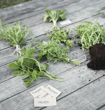 Knippen med färska örter