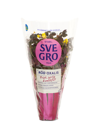 Röd oxalis från Svegro i kruka