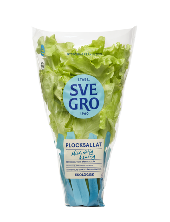 Plocksallat i kruka från Svegro