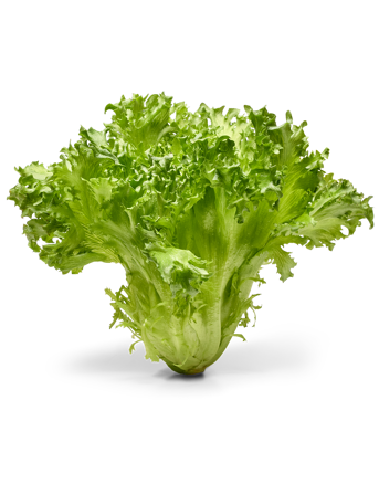 Krispsallat helt salltshuvud