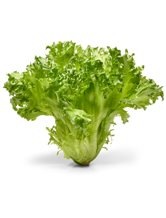 Krispsallat helt salltshuvud