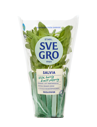 Salvia i kruka från Svegro