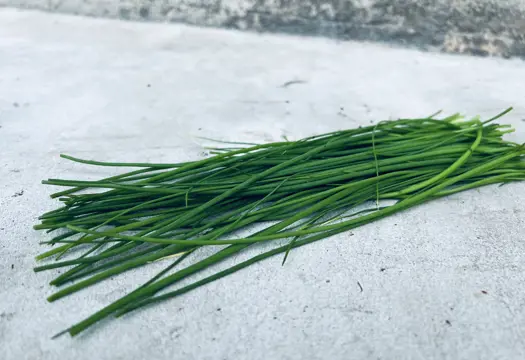 Färsk gräslök