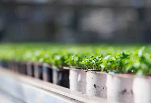 Plantor i krukor