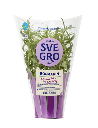 Rosmarin i kruka från Svegro