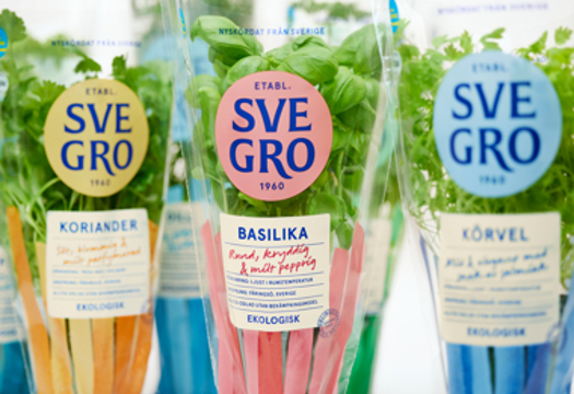 Färska örter i kruka från Svegro