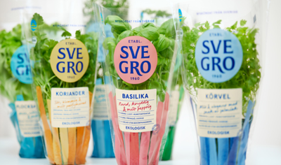 Färska örter i kruka från Svegro