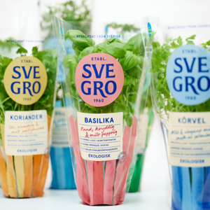 Färska örter i kruka från Svegro