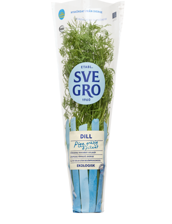 Dill i kruka från Svegro
