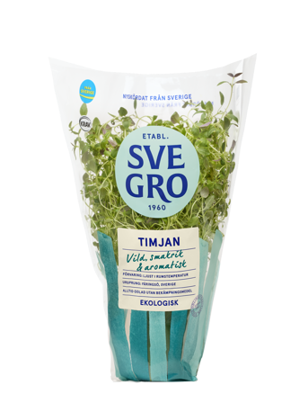 Timjan i kruka från Svegro