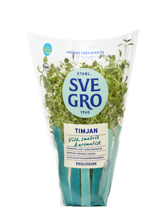 Timjan i kruka från Svegro