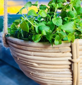 Oregano