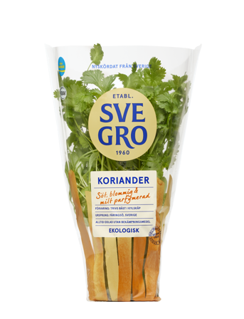 Koriander i kruka från Svegro