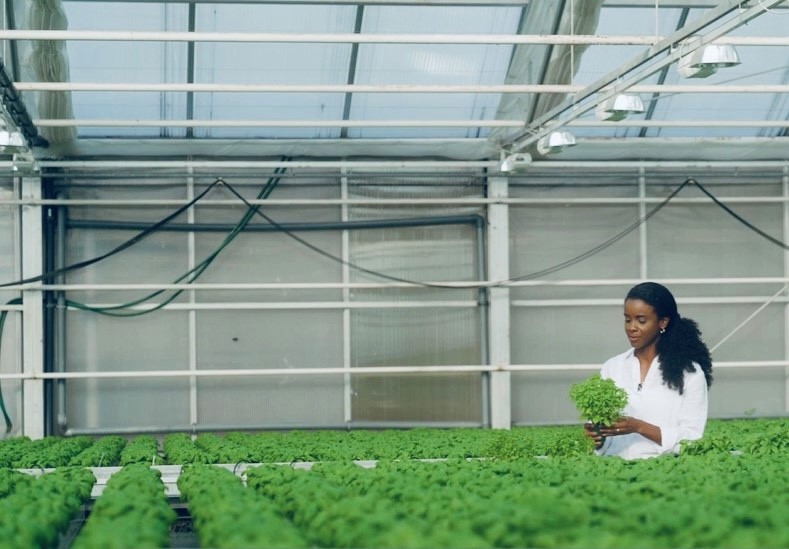 Hortonom på Svegro kollar örterna