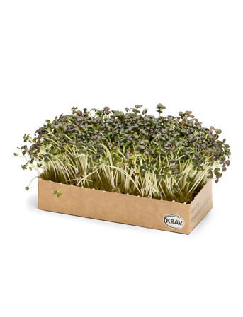 Skott av Mizuna i tråg