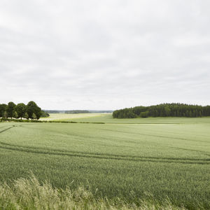 Åkrar utanför Svegros växthus