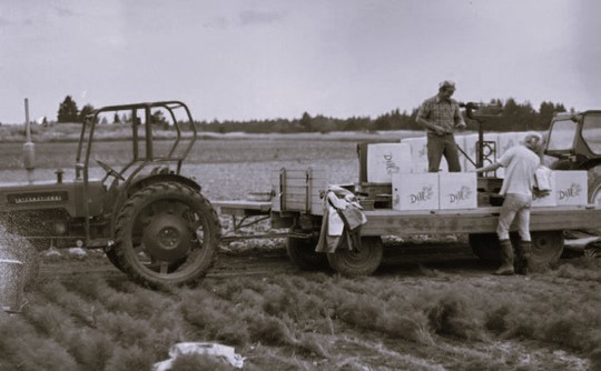Svegro skörd på sjuttiotalet