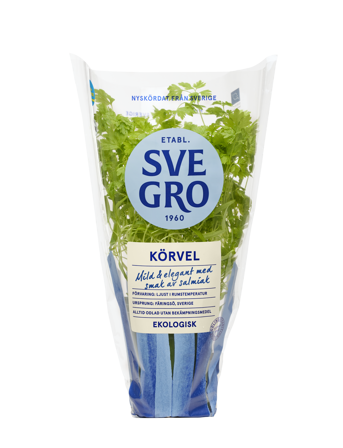 Körvel i kruka från Svegro