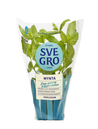 Mynta i kruka från Svegro