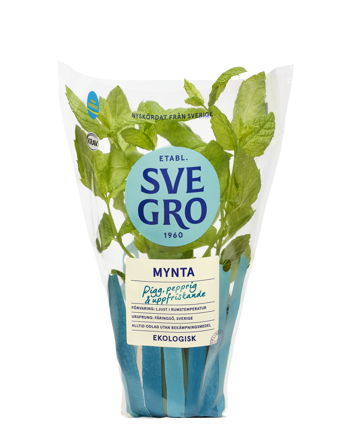Mynta i kruka från Svegro