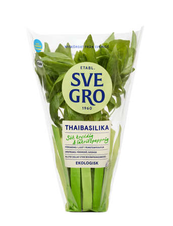 Thaibasilika i kruka från Svegro