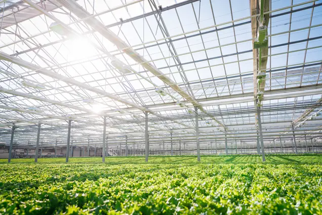 Växthusodling sallat