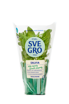 Salvia från Svegro