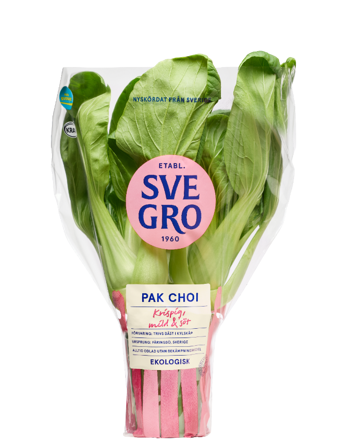 Pak Choi i kruka från Svegro