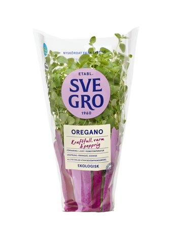 Oregano i kruka från Svegro