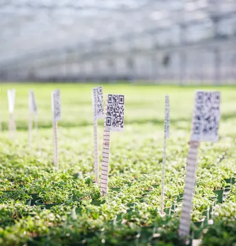 QR-kod i odlingen för AI-övervakning