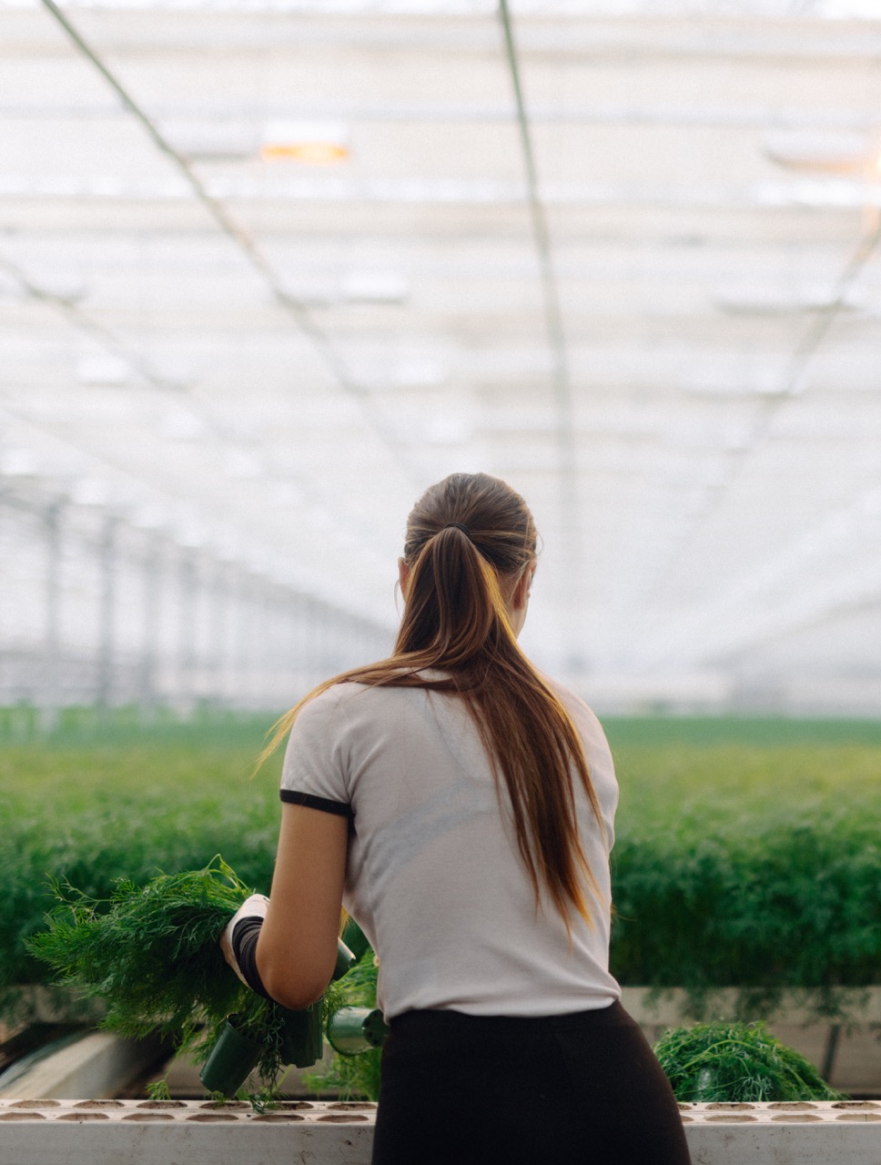 Svegro personal skördar dill