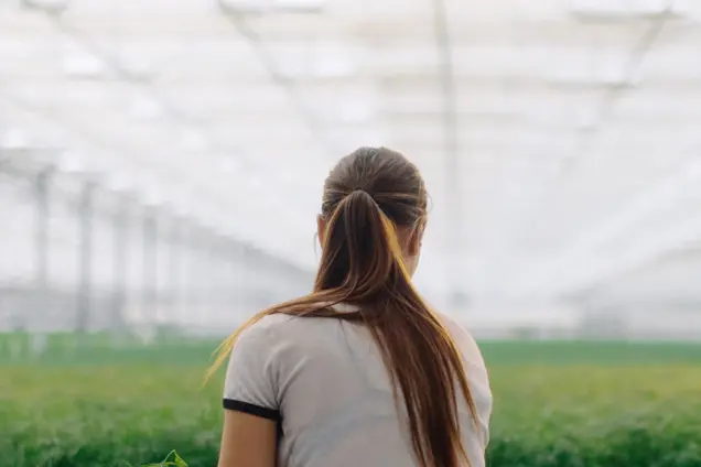 Svegro personal skördar dill