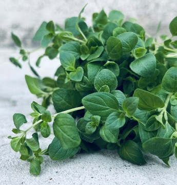 Färsk oregano
