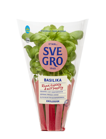 Basilika i kruka från Svegro