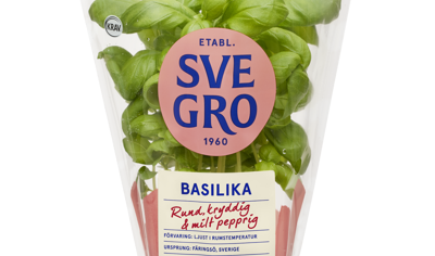 Basilika i kruka från Svegro