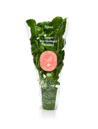 Stor basilika från Svegro i kruka