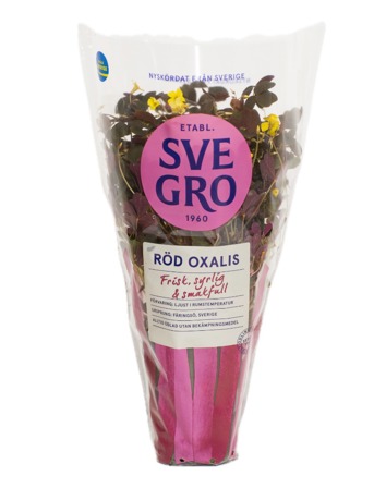 Röd Oxalis i kruka
