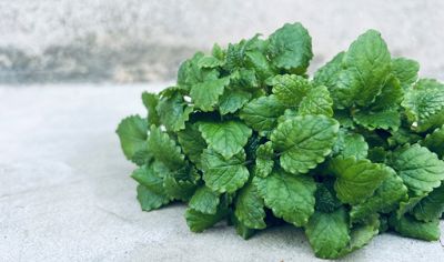 Färsk citronmeliss